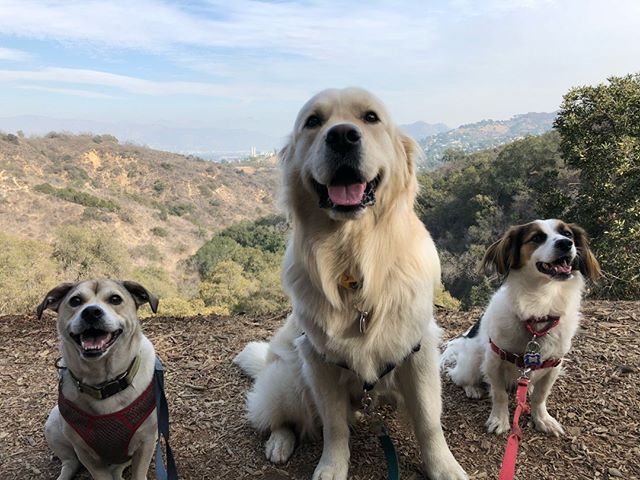 Happy dogs and a pretty view is all you need 😍