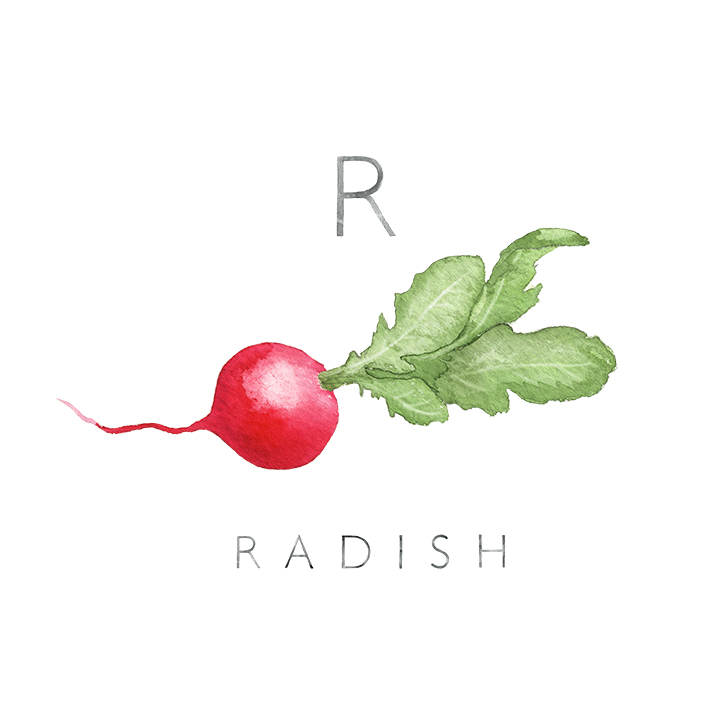 radish copy.jpg