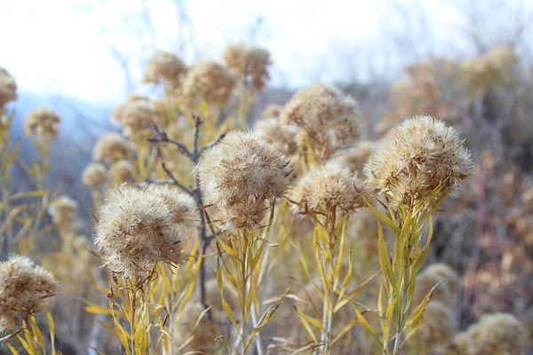 Dry-Flowers-Zion.jpg