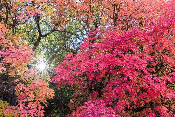 Fall-Colors-Zion.jpg