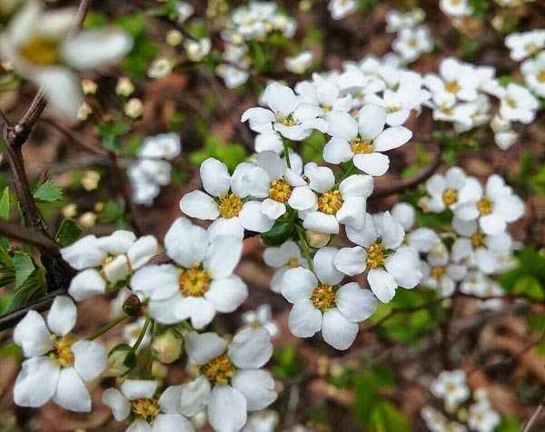 White-Flowers-Zion.jpg