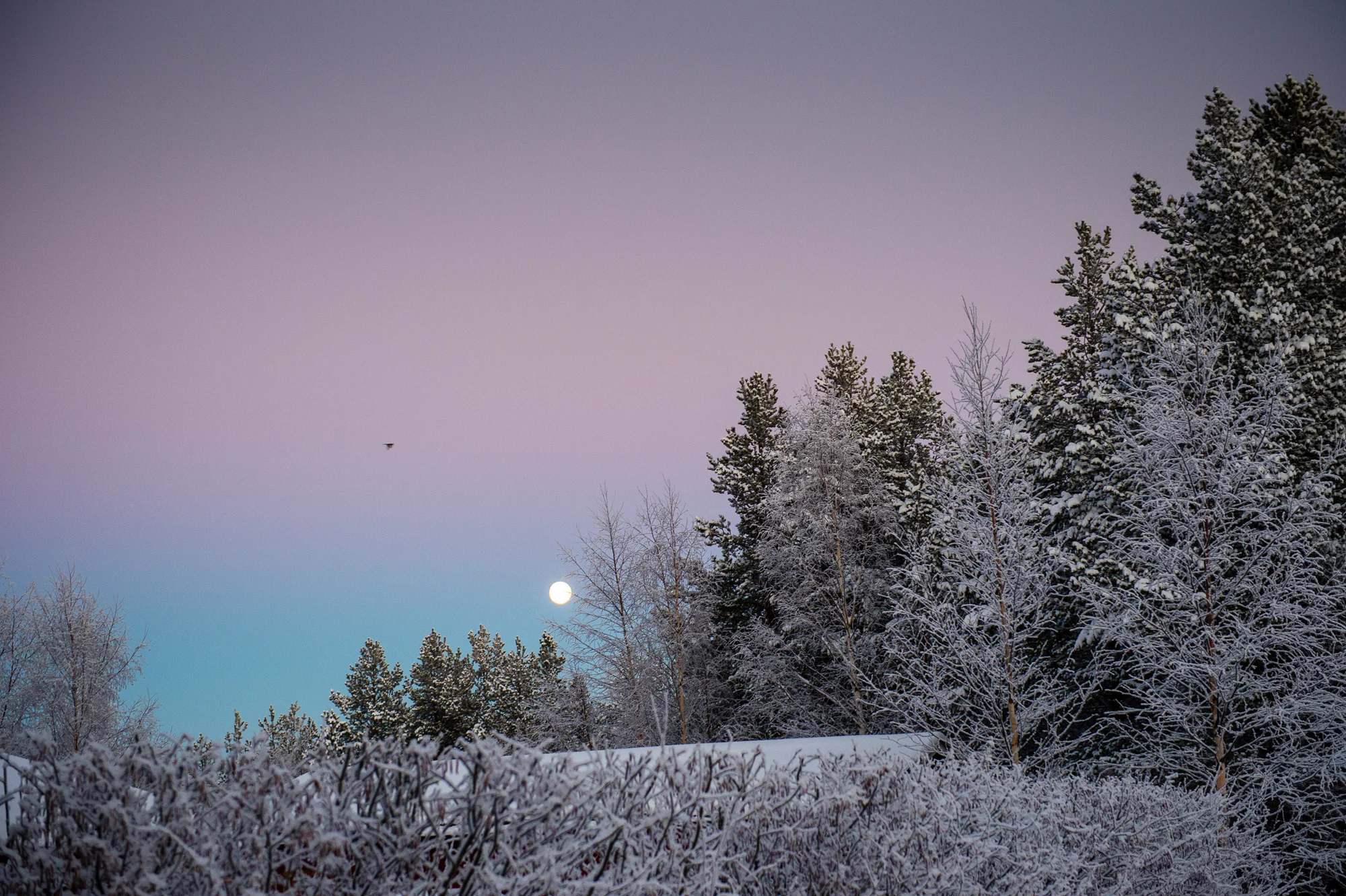 DSC_2881.jpg