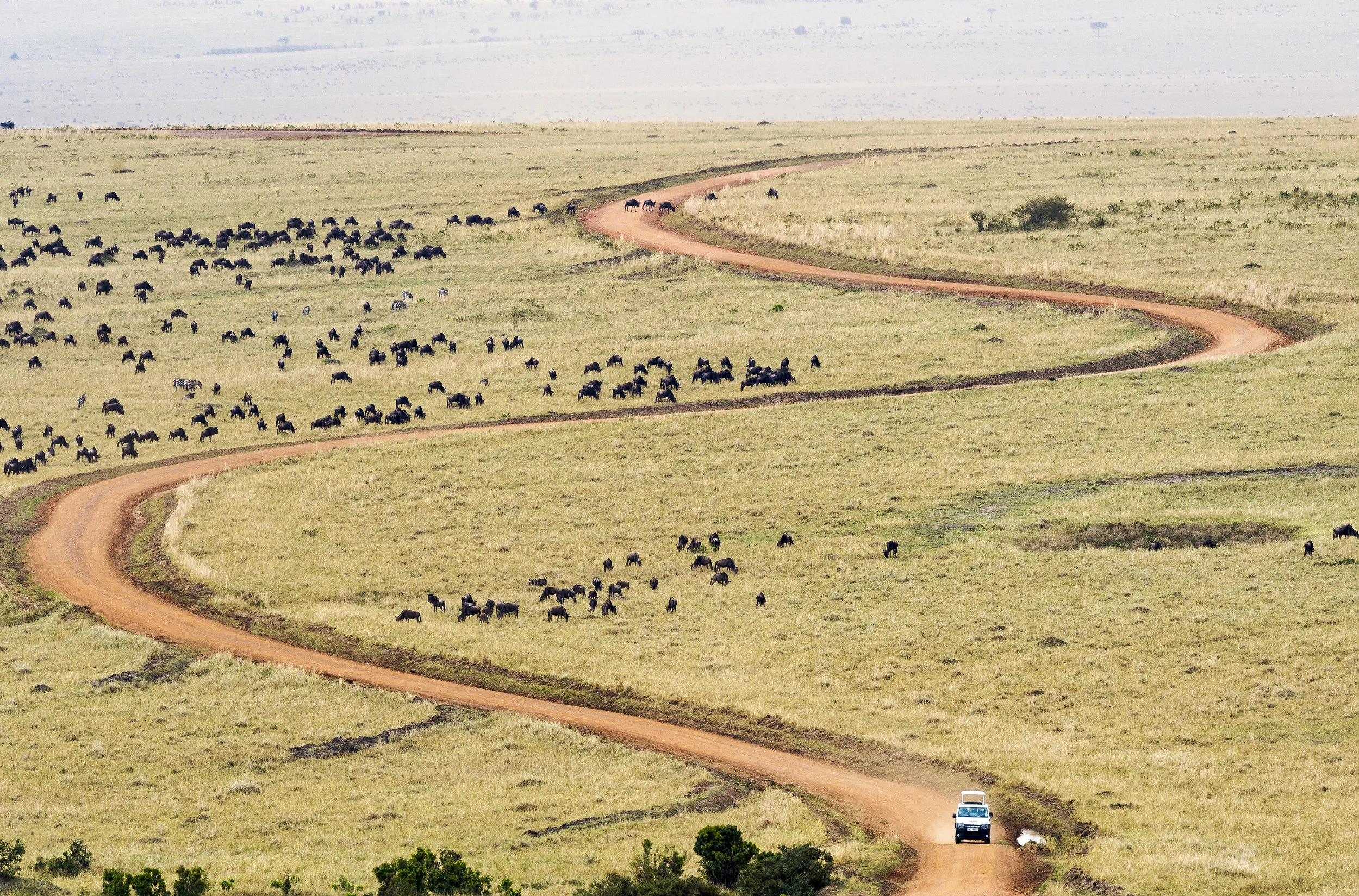masai mara : migration