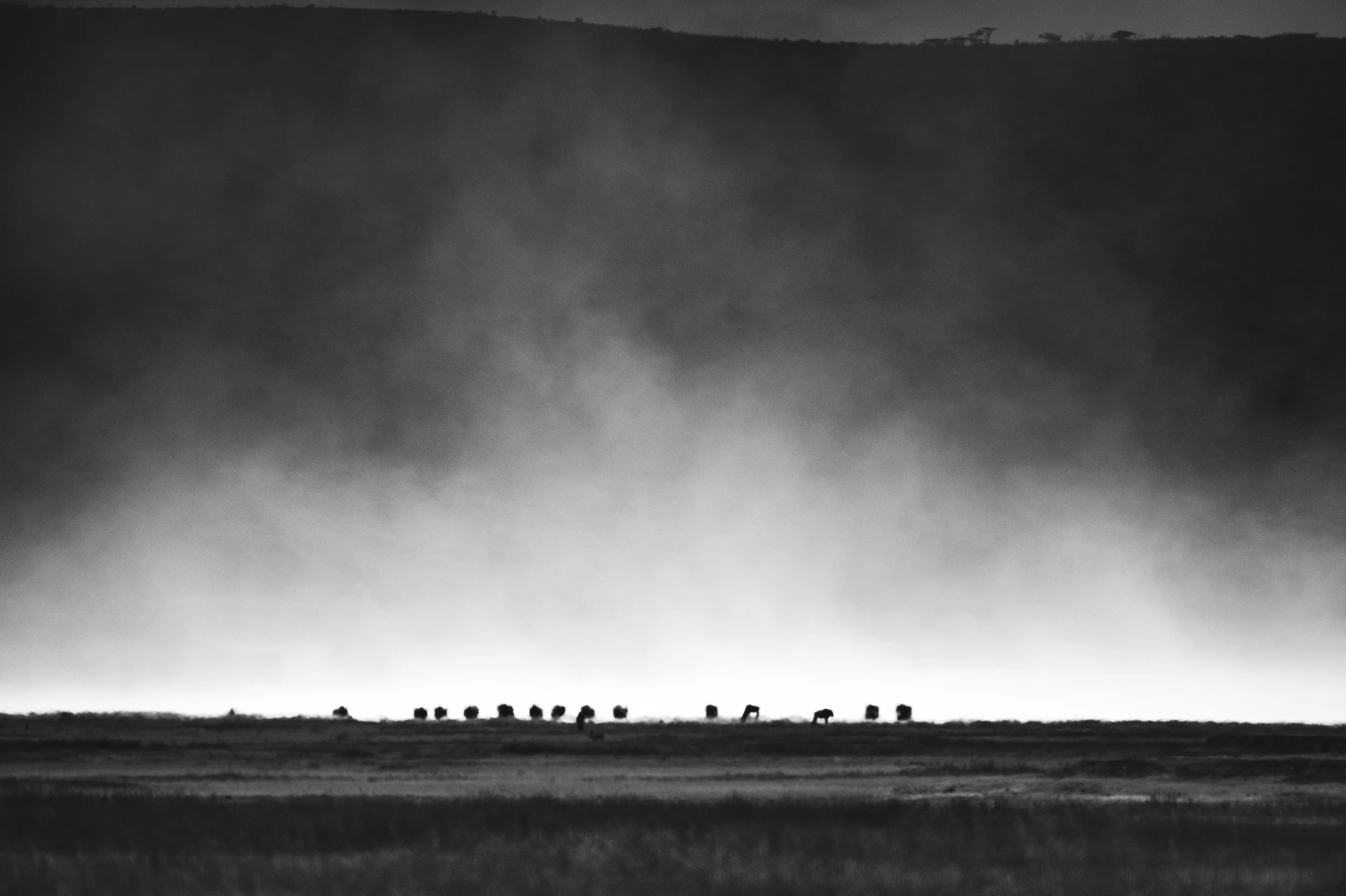 Ngorongoro