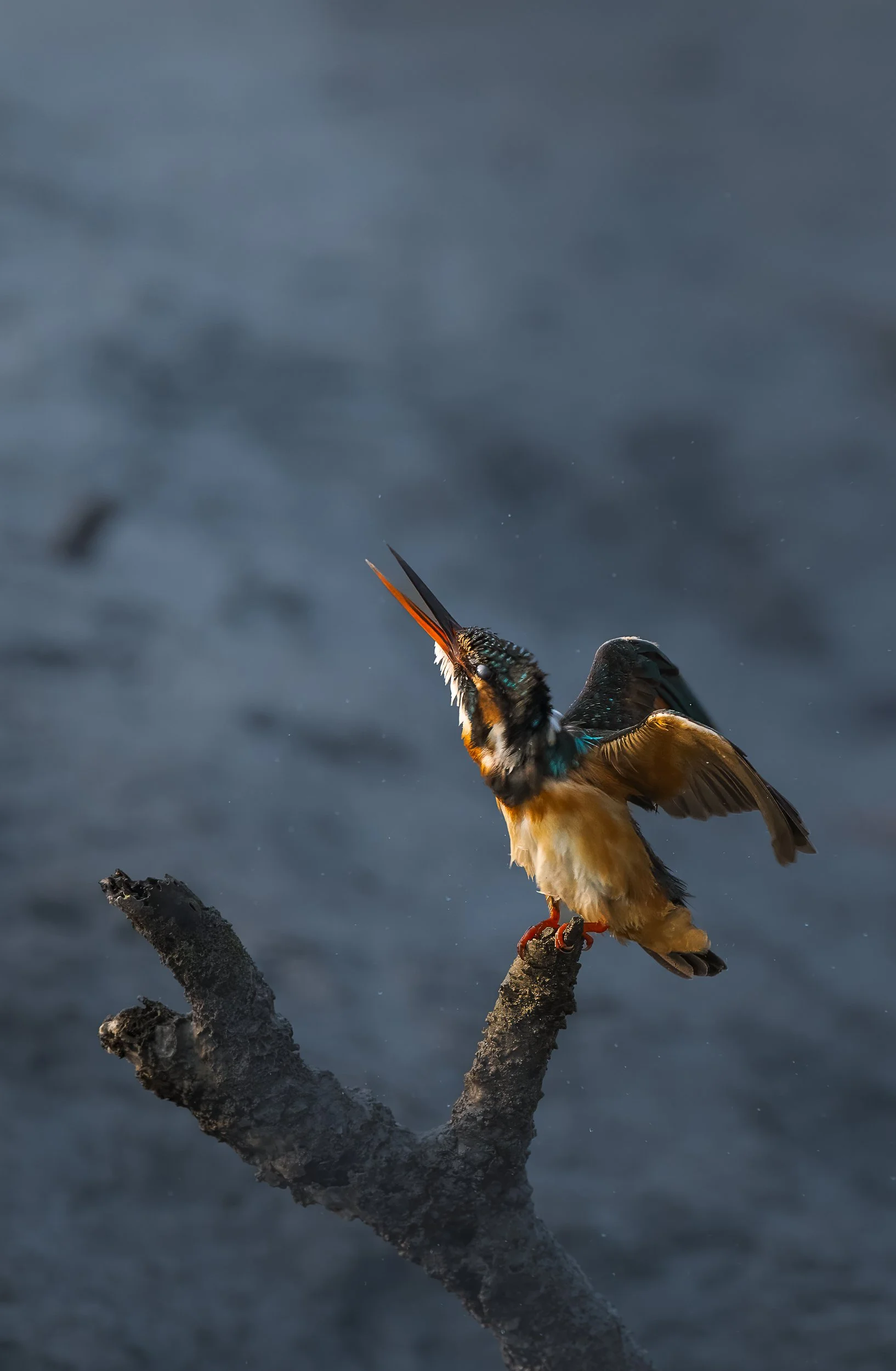 sunderban