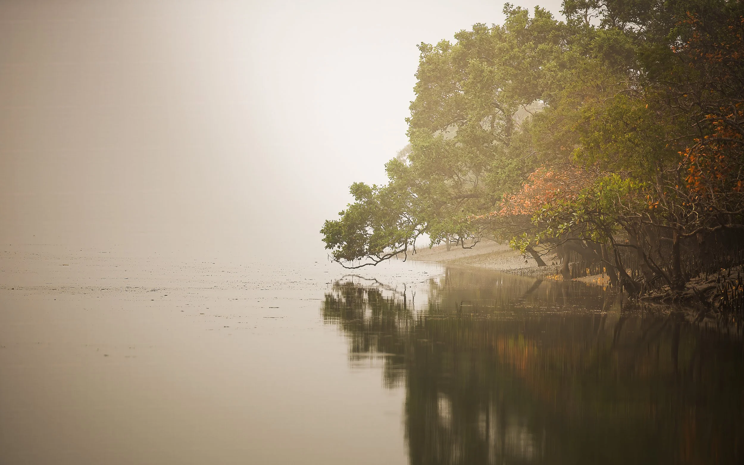 sunderban