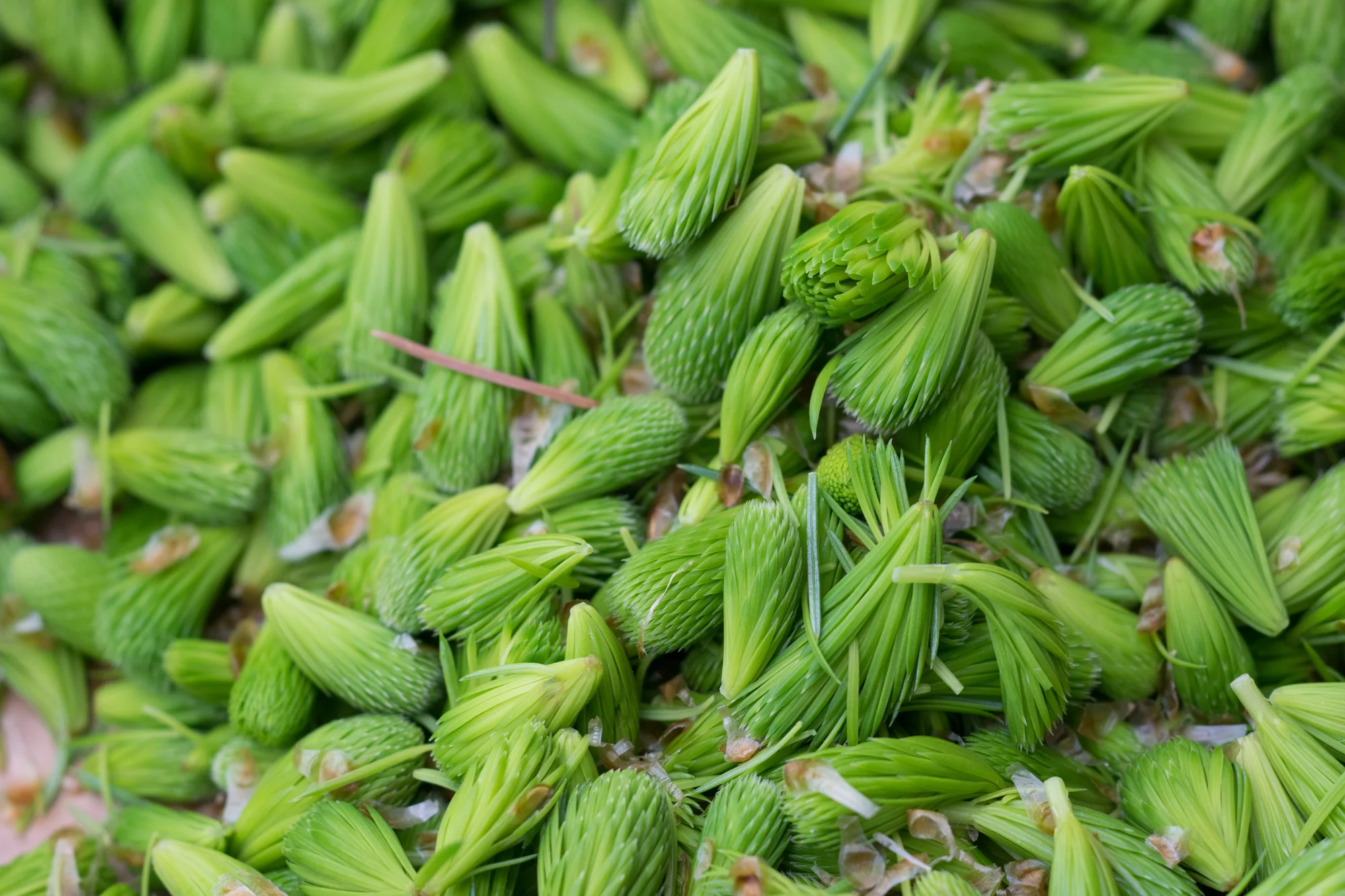 Spruce Tips.jpg