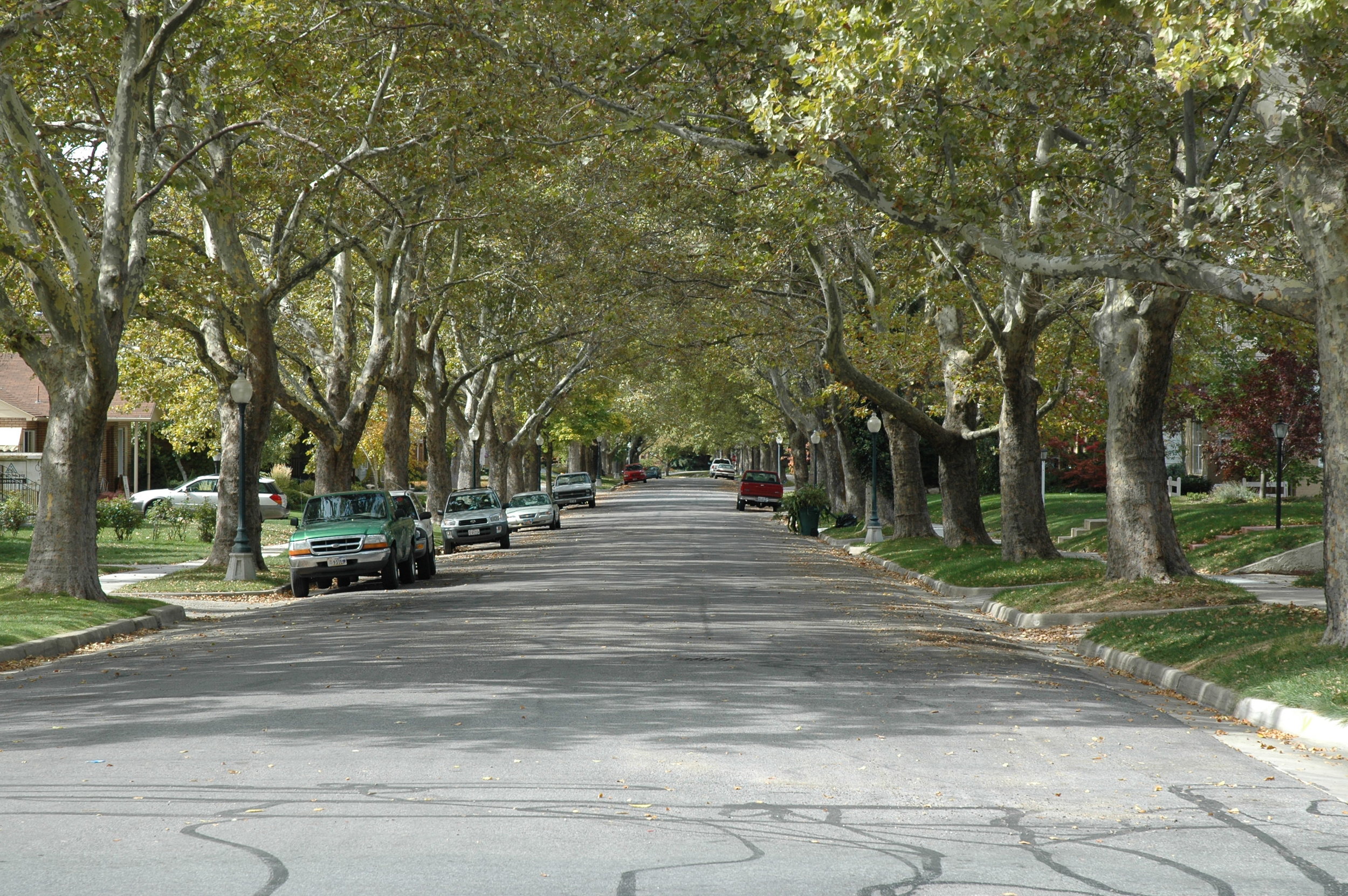 Herbert Street trees.JPG