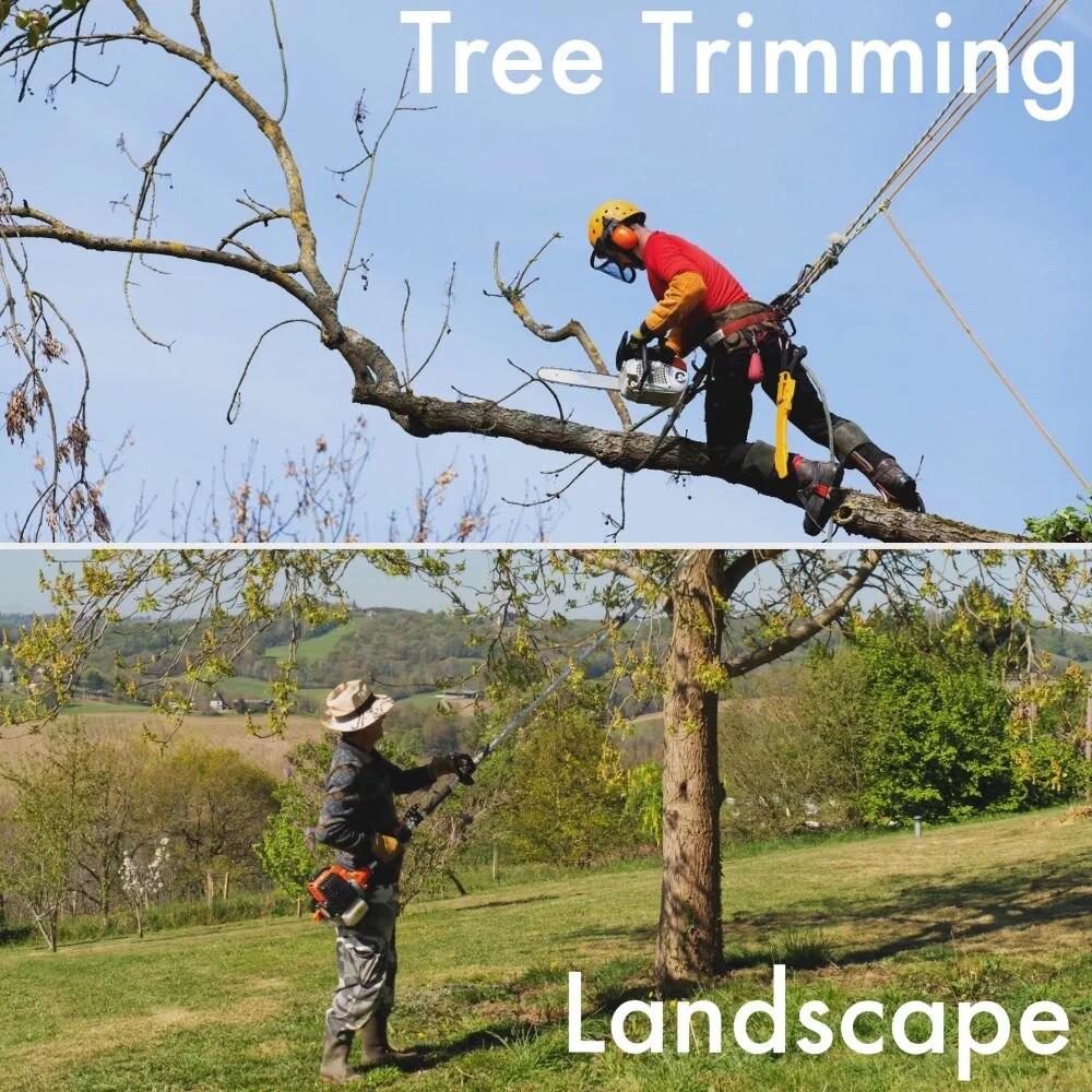Choosing the Right Classcode A Guide to Distinguishing Tree Trimming from Landscape Work