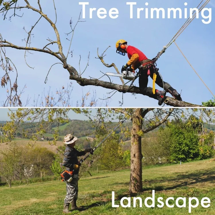Choosing the Right Classcode: A Guide to Distinguishing Tree Trimming ...