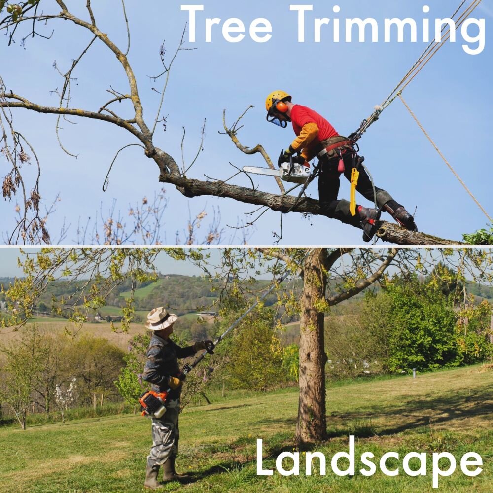 Tree Trimming, Tree Pruning treeremovaljacksonvillefl.com