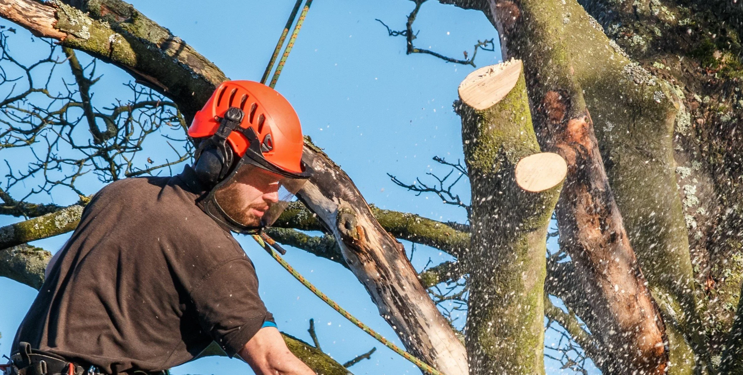 Tree Trimmer Wearing Safety Helmet.jpeg