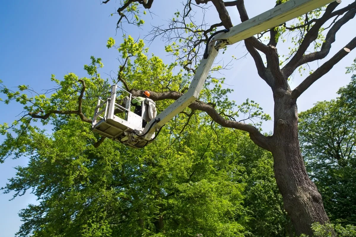 Tree trimmer pruning a tree on a lift.jpg