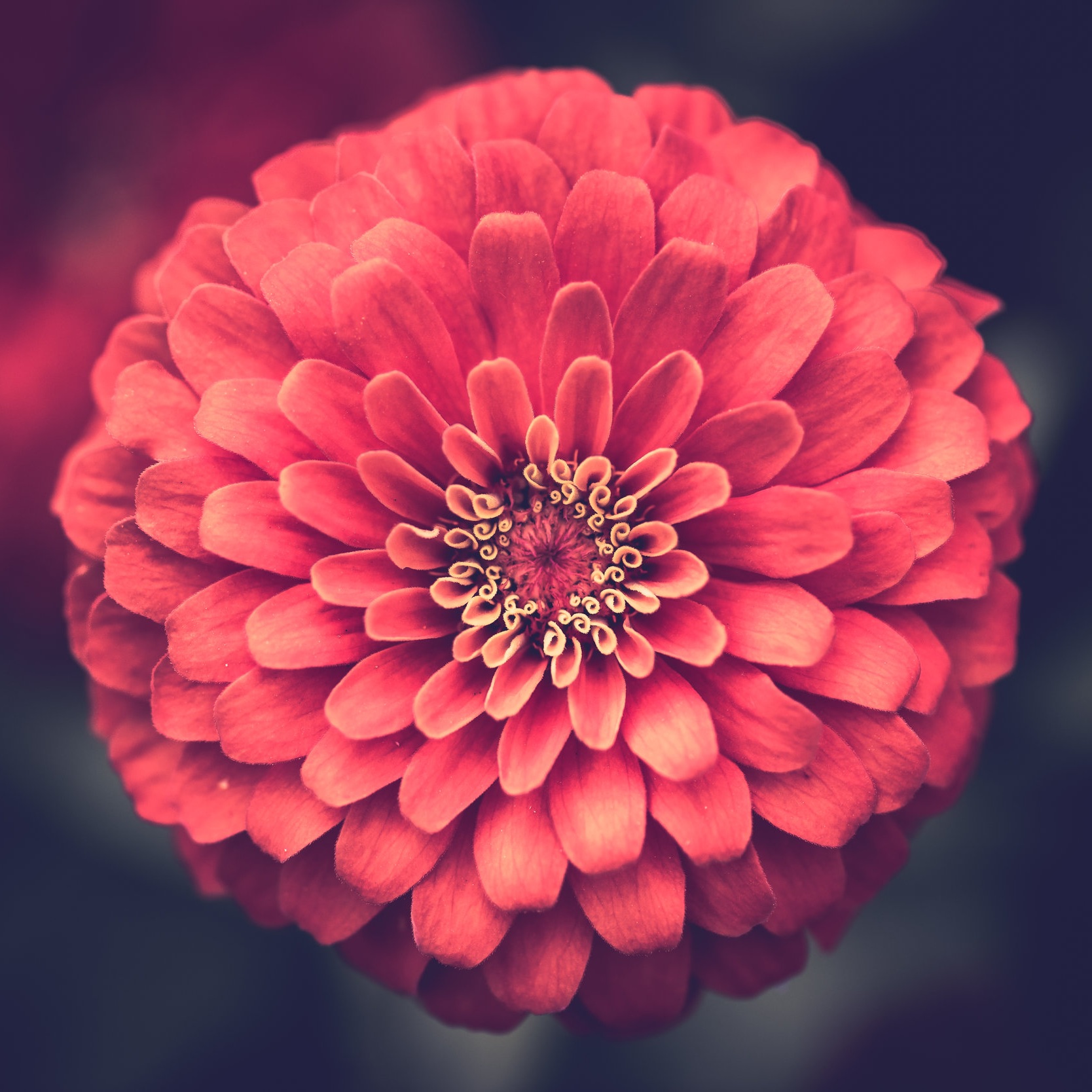 Read more about my specialty Perfectionism