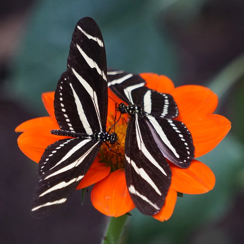 Reading — EMDR Therapy Austin