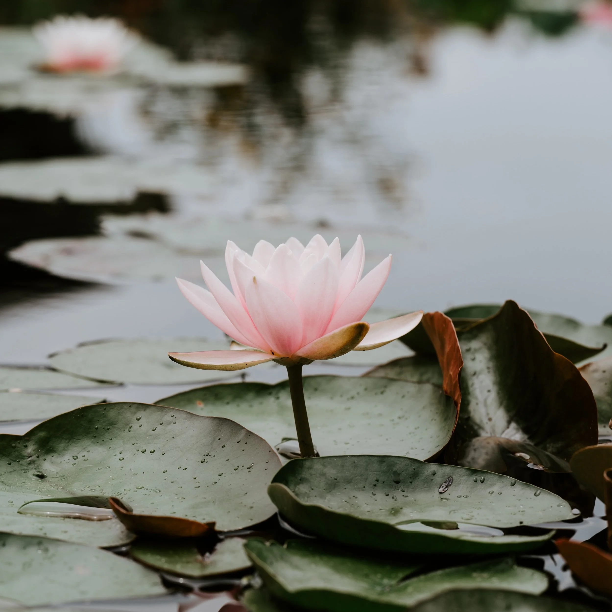xuan-nguyen-776369-unsplash.jpg