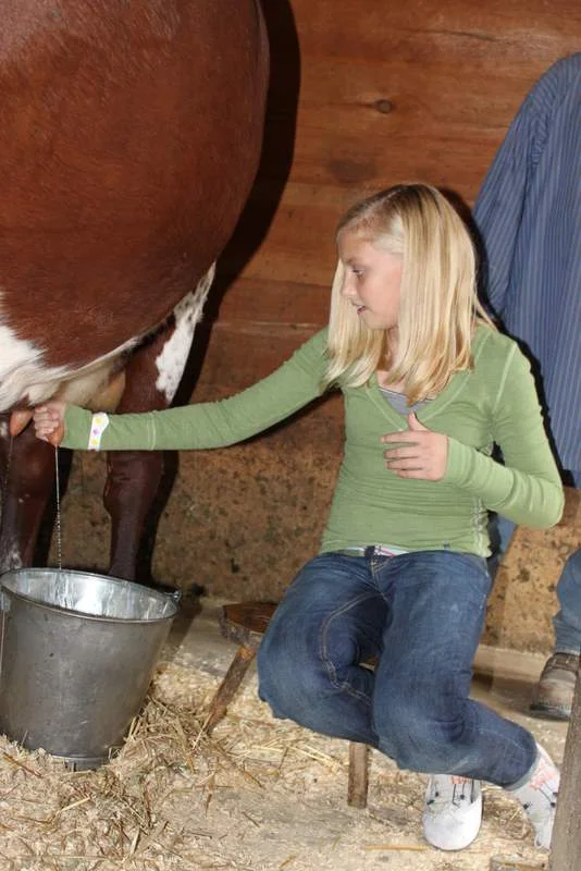 Milking the cows at the harvest fest in Central New York.