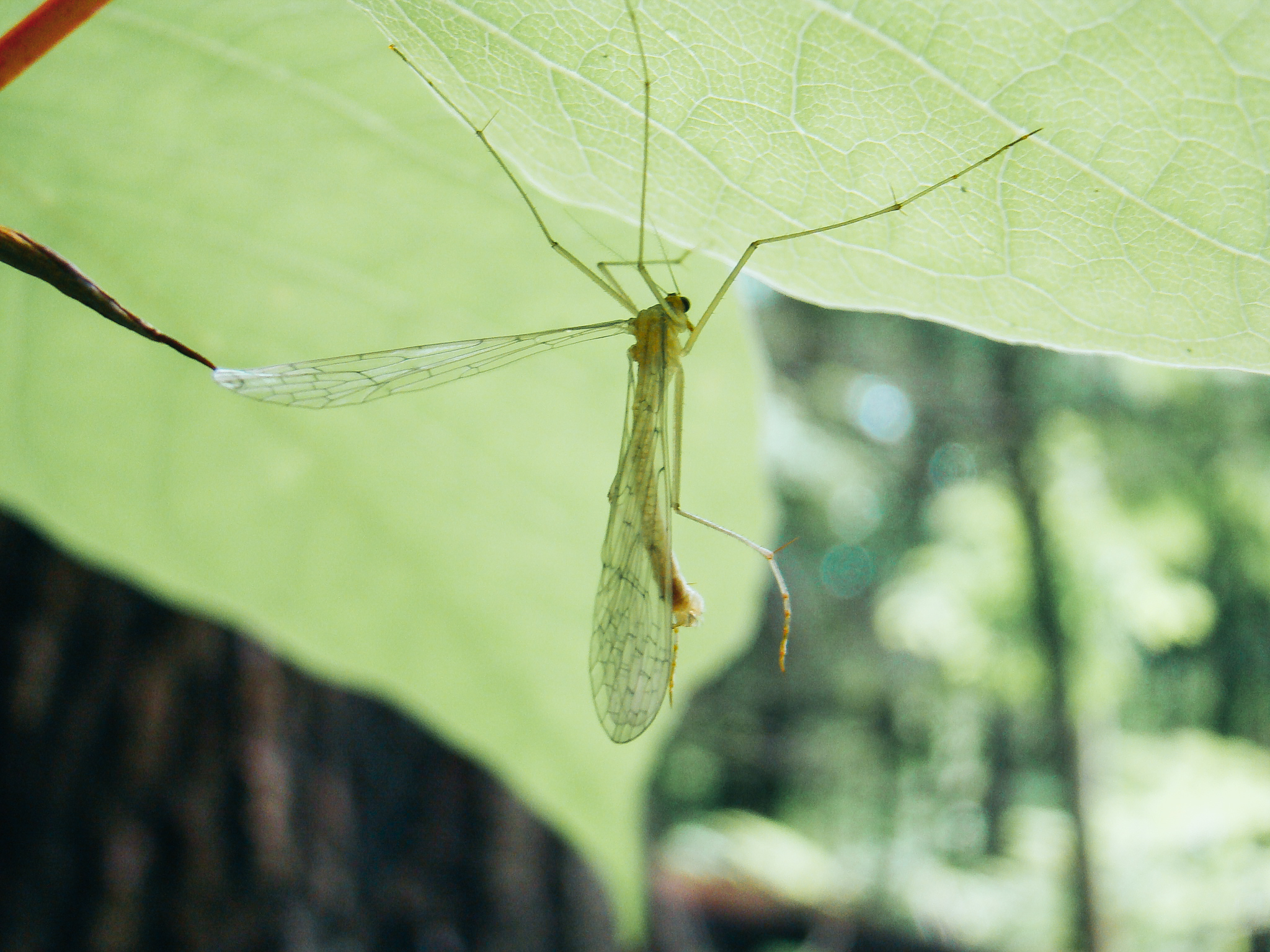 Marin_Bugs_05147.jpg