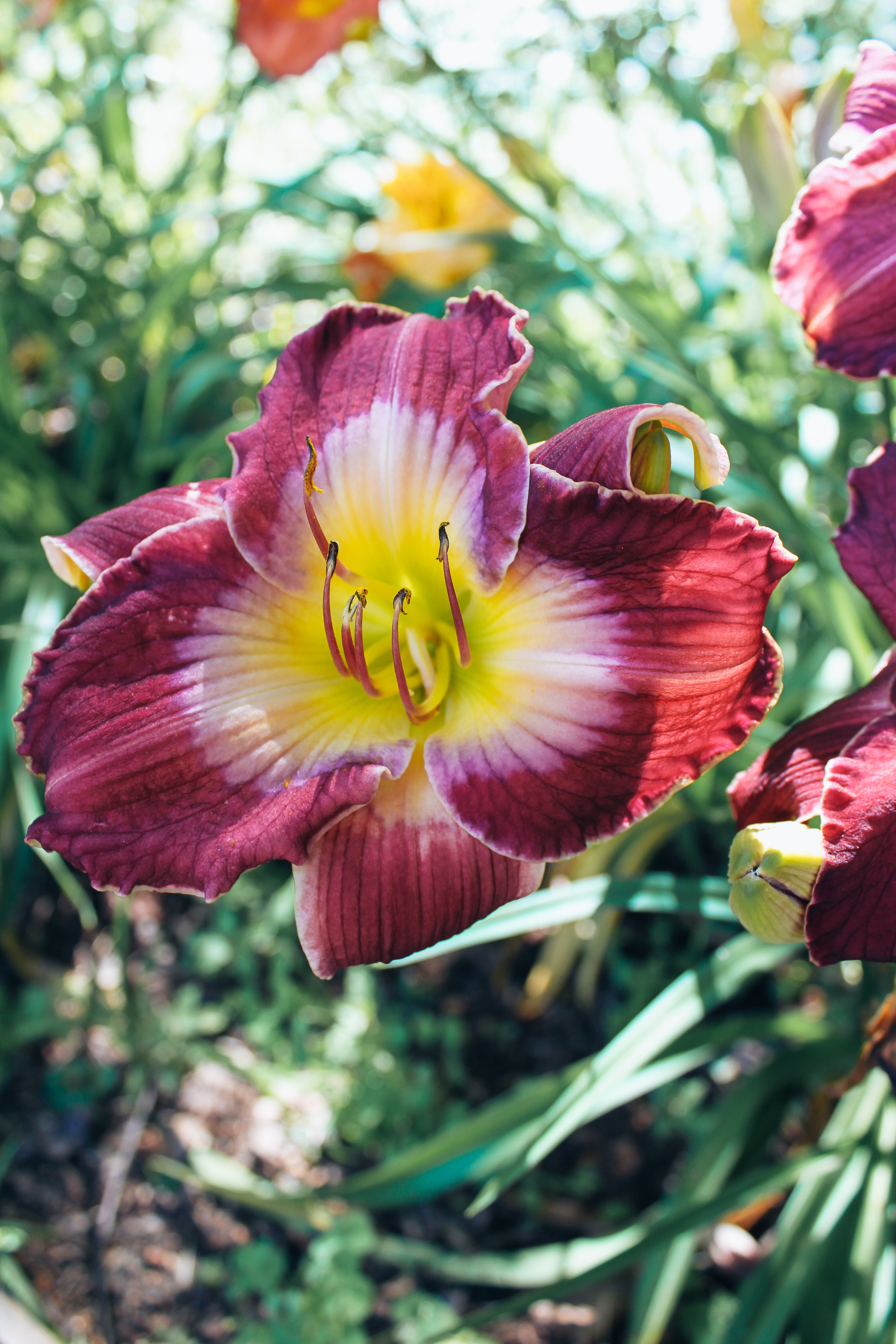 Marin_Flowers_0750.jpg