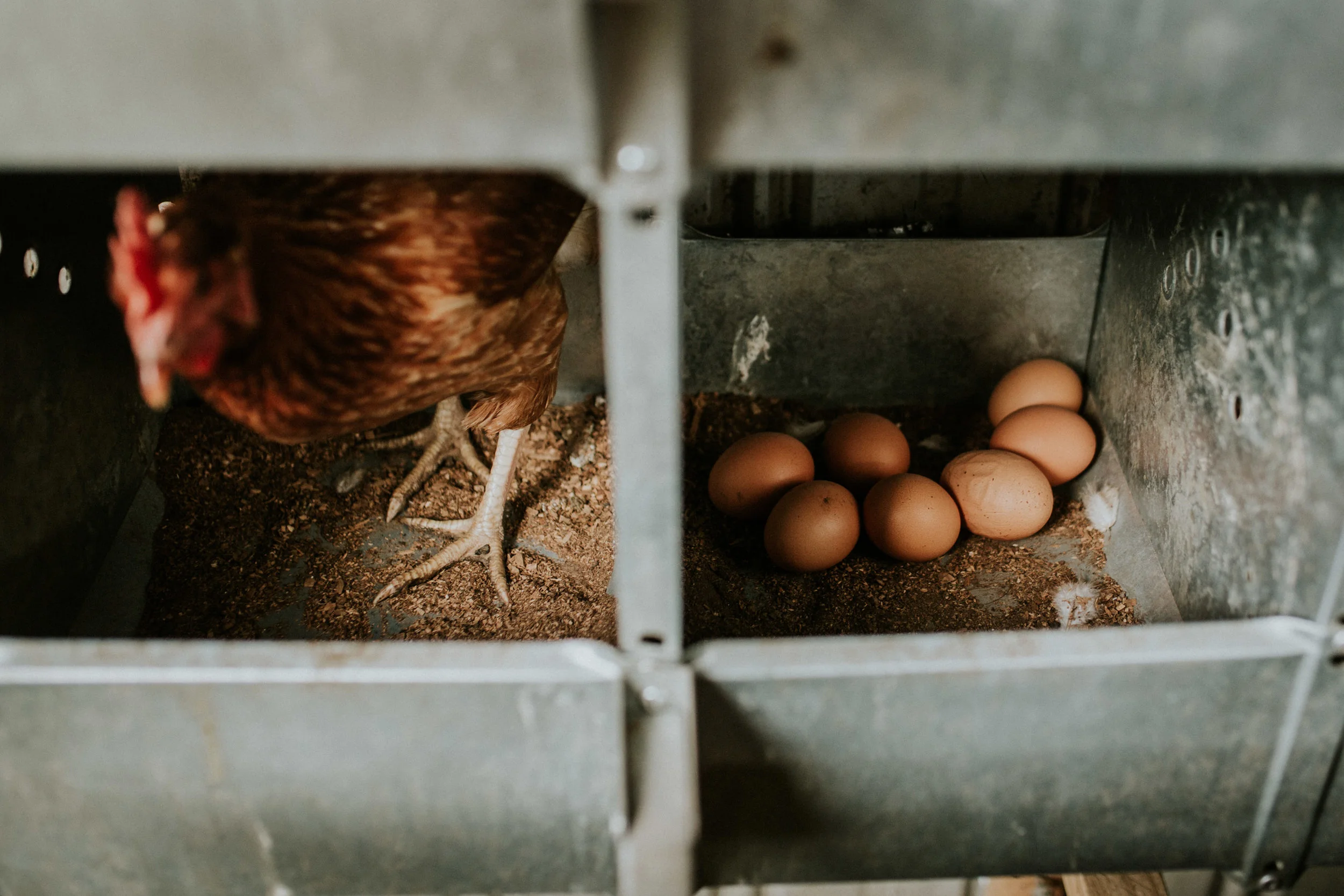 Sims Family Low Res File-86.jpg