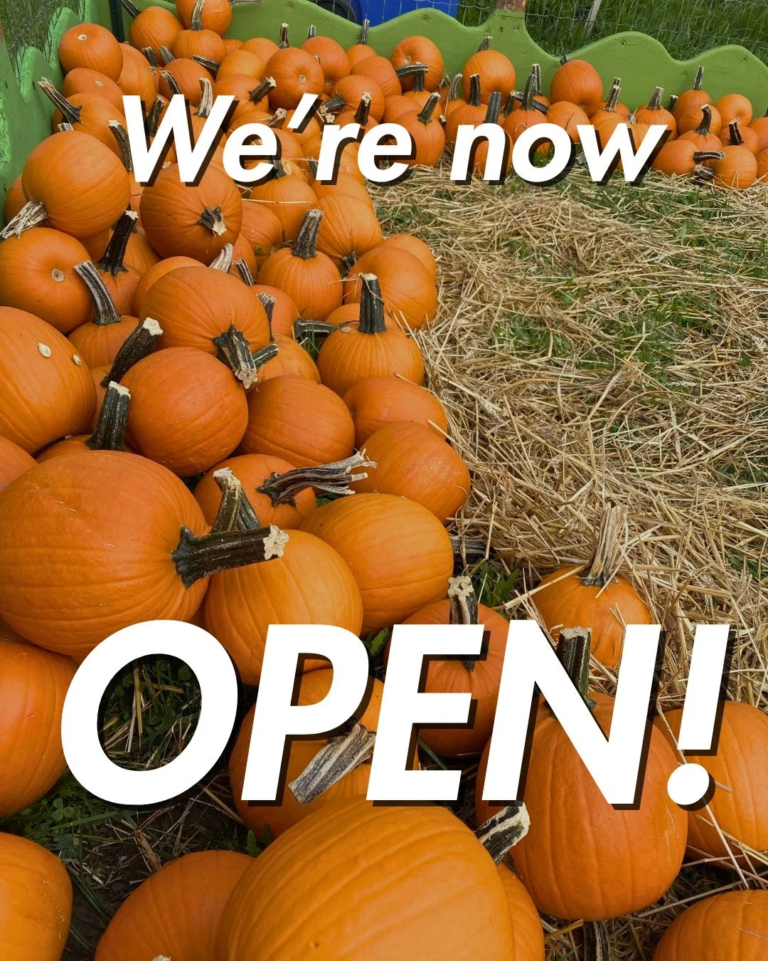 WE ARE FINALLY OPEN!!! 🍁🎡

Enjoy a fun-filled weekend at the 178th Woodbridge Fall Fair. From competitions to live shows, rides to delicious food, you can enjoy everything the fair has to offer. We can't wait to see you there!

#woodbridge #fallfai