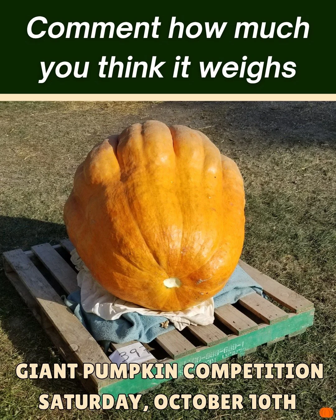 179TH FAIR HIGHLIGHT = Come and see this year's Giant Pumpkin Competition at the Woodbridge Fall Fair. More information to come!

Visit the link in bio to purchase early bird tickets🔗

#woodbridge #fallfair #fall #fair #pumpkin #giantpumpkin #pumpki