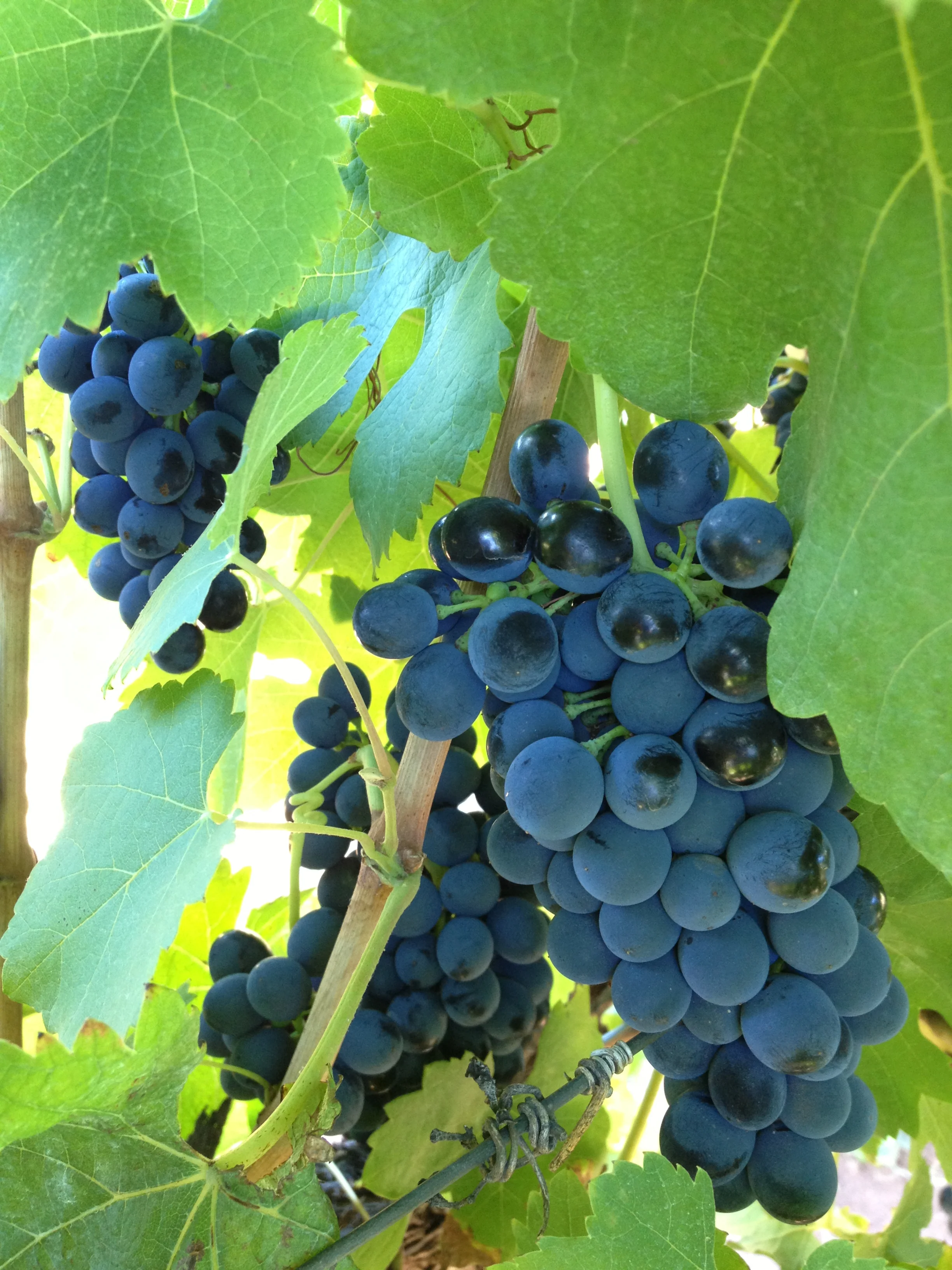 Camera April 2015 166.JPG