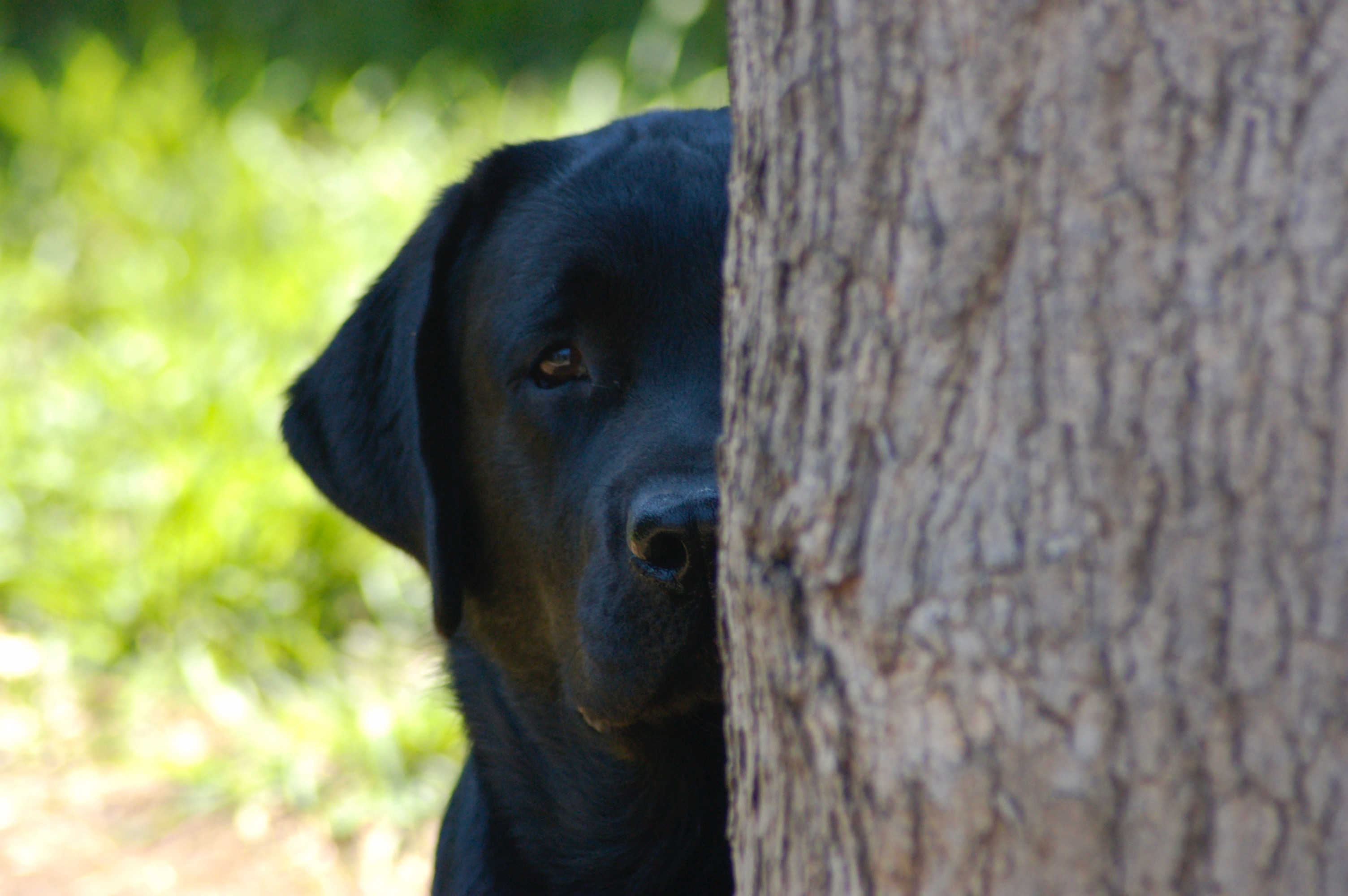 labrador puppies for sale north east