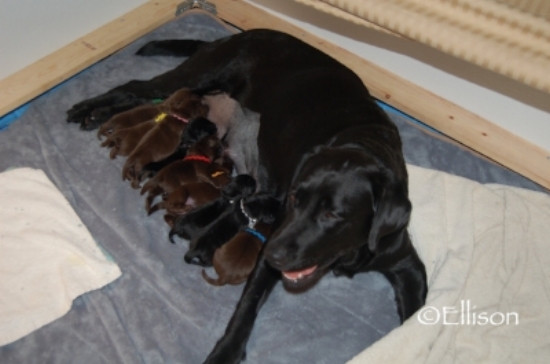 Truffle and her litter of 10 puppies 1009