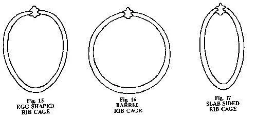 egg shaped rib cage.jpg