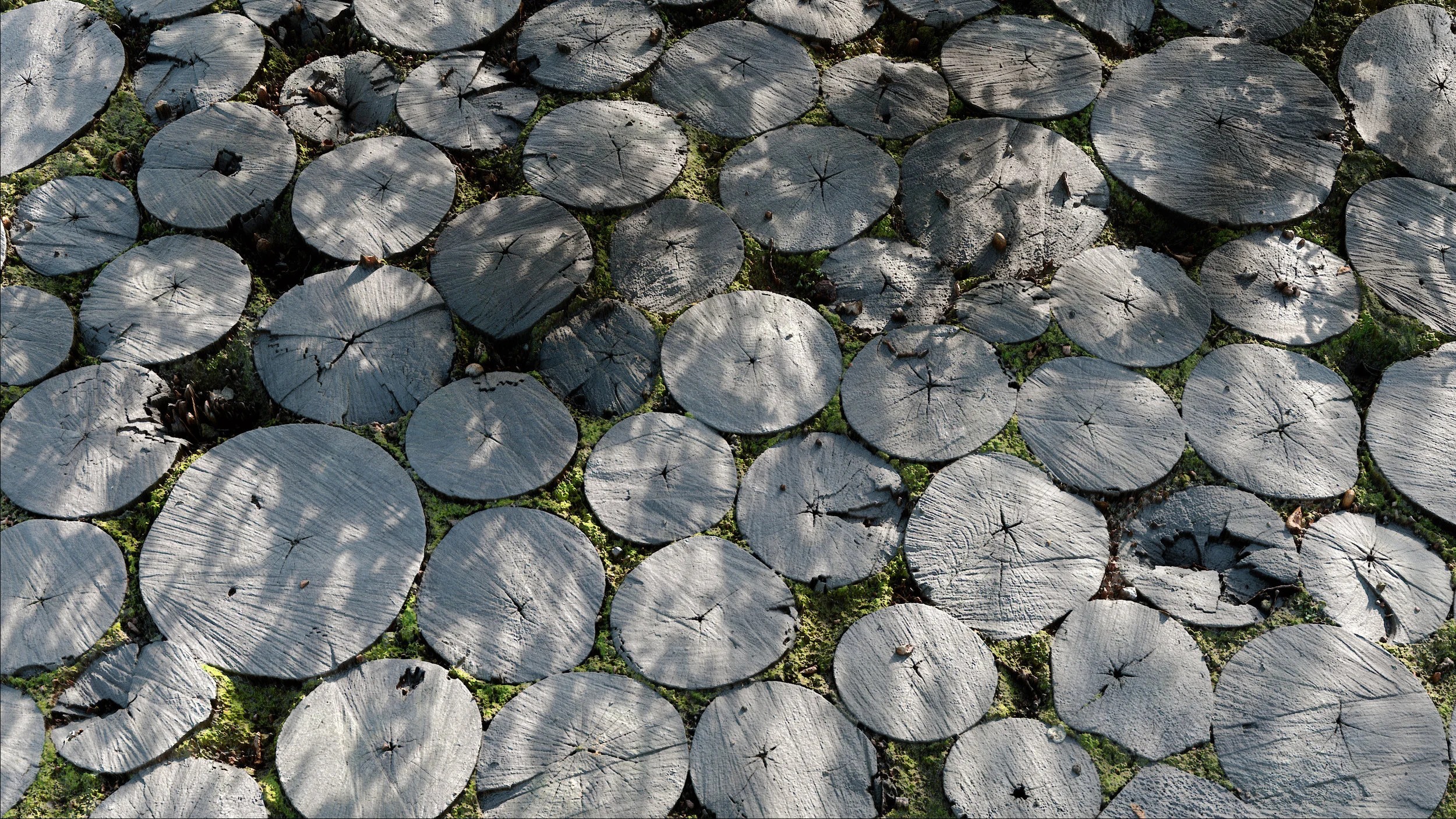 Pathway Sliced Tree Trunks_smaller.jpg