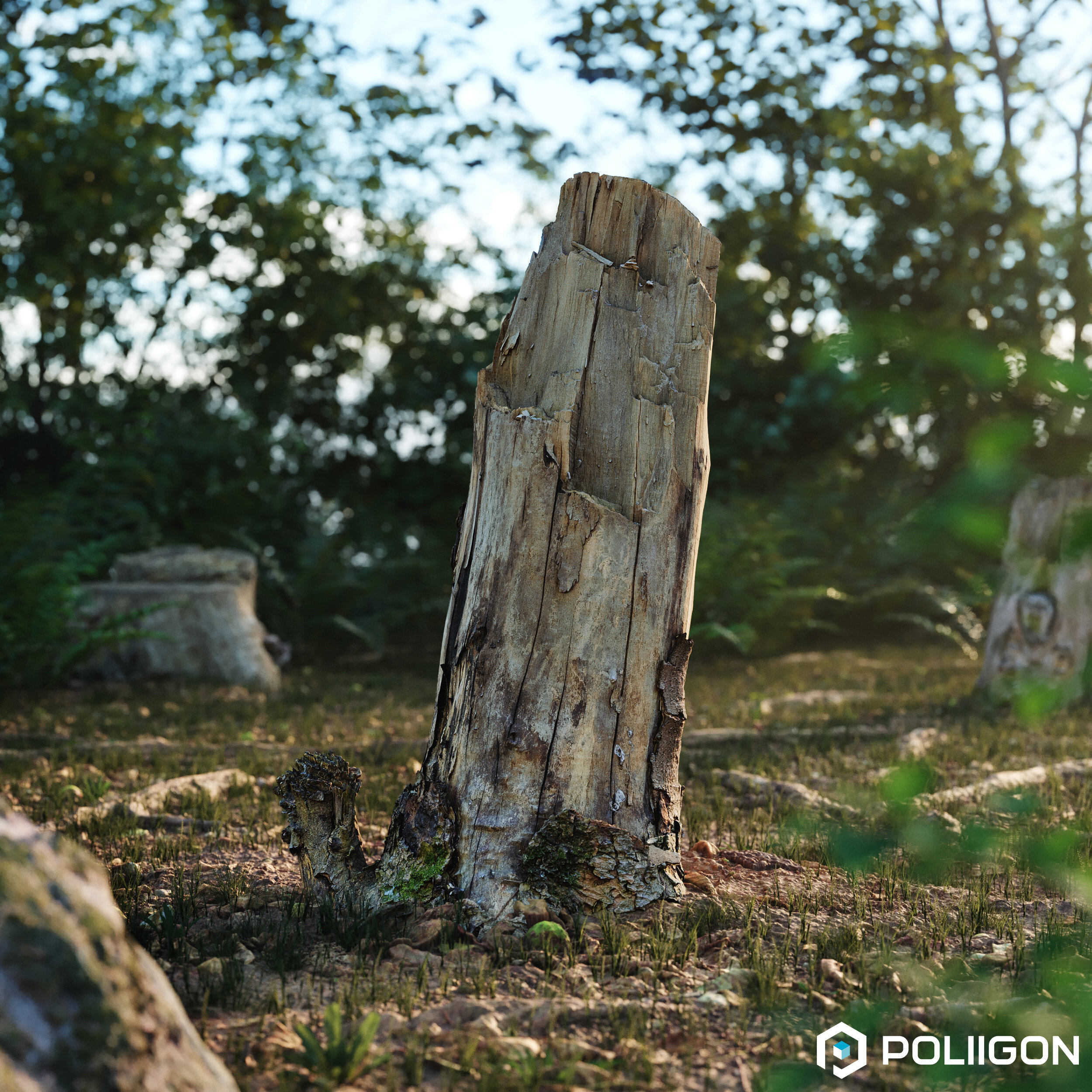 Tree-Stump-030-Poliigon.jpg