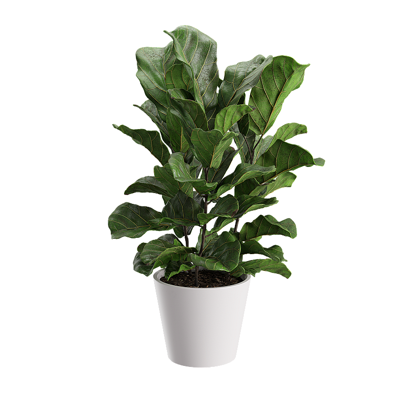 3D Plant model