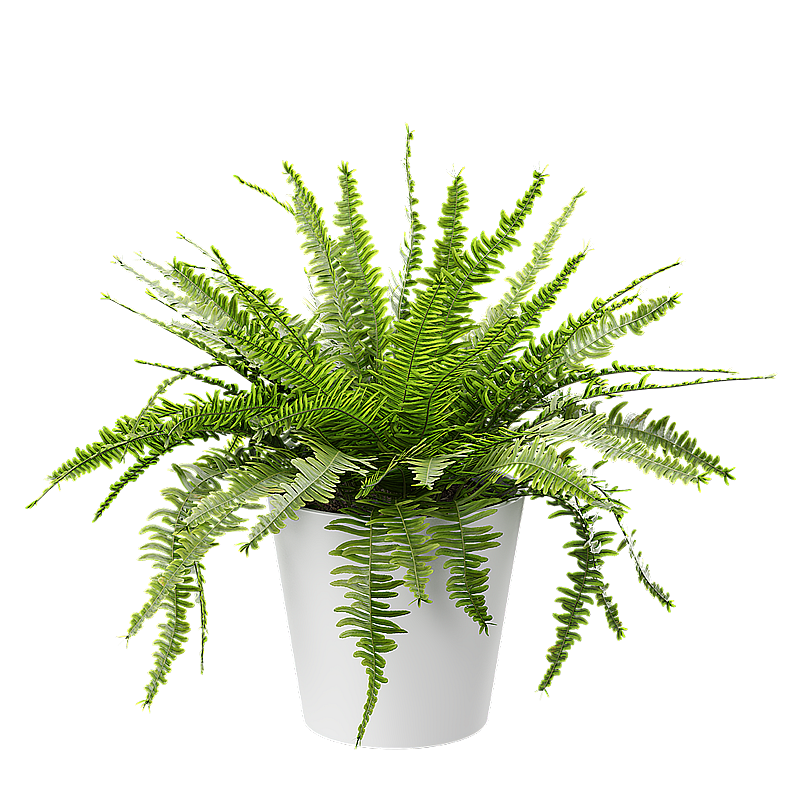 boston fern 3d plant model (Copy)
