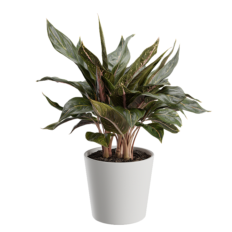 Chinese Evergreen 3D model (Copy) (Copy) (Copy)