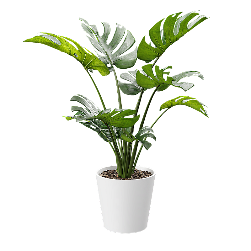 Monsterra 3D plant model