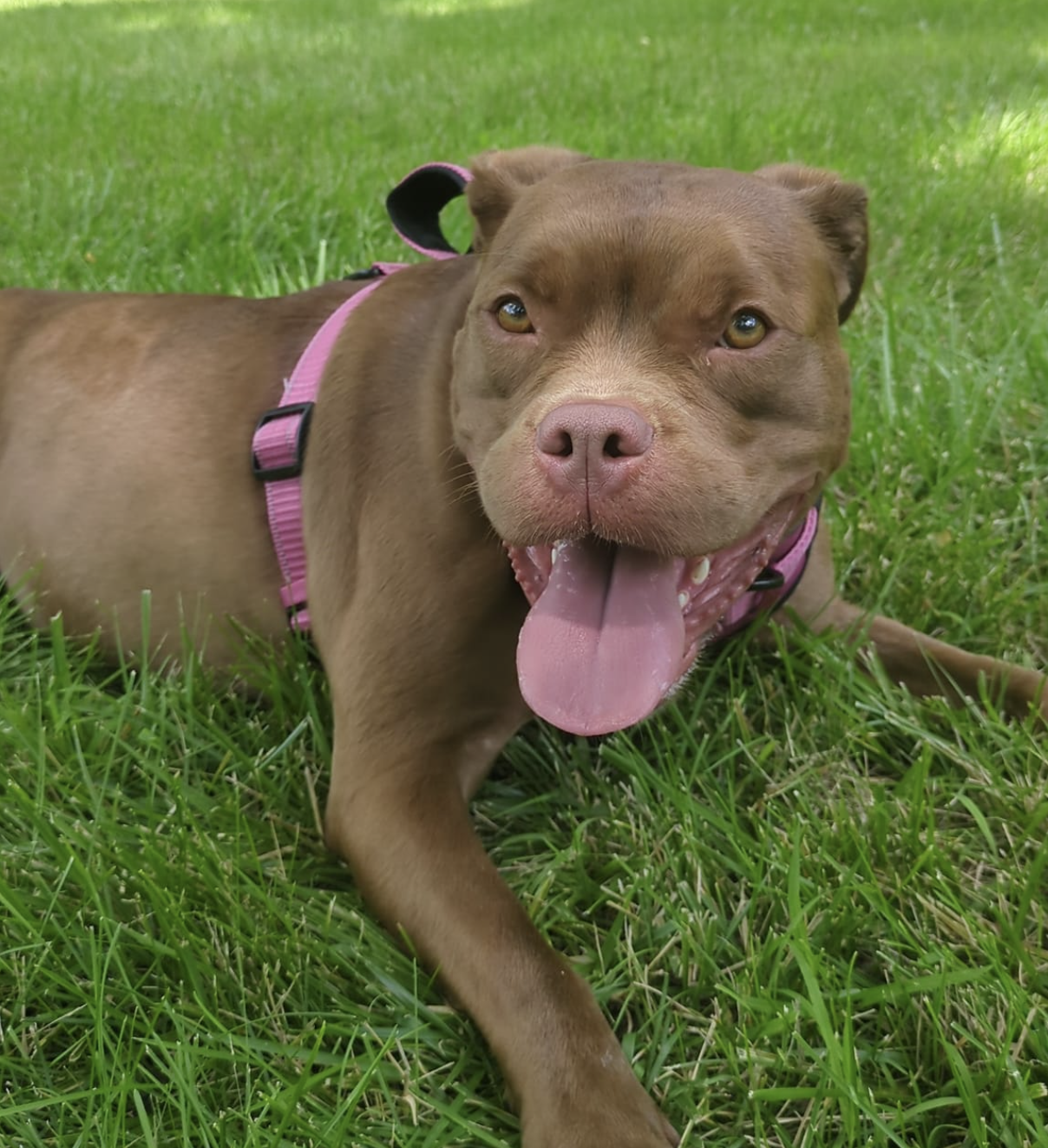 Sonder, I love you. Dahlia does too and says you owe her cheese.