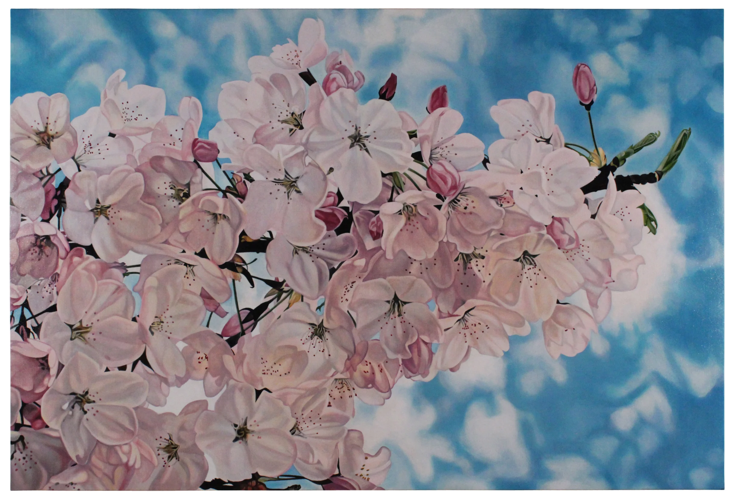 Cherry Blossoms