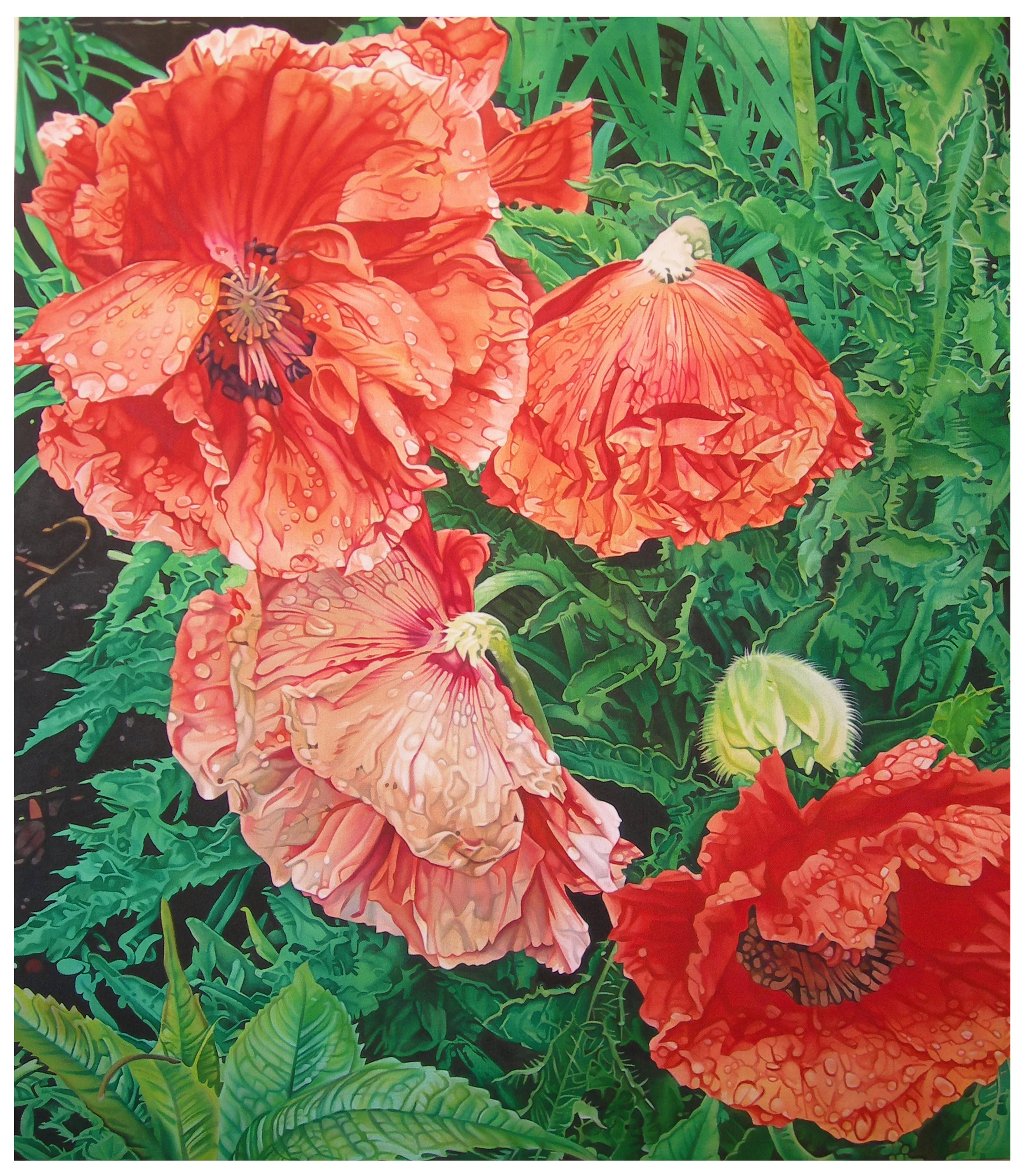Poppies