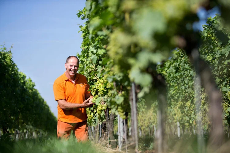 Wijngaard Apostelhoeve - Mergelland