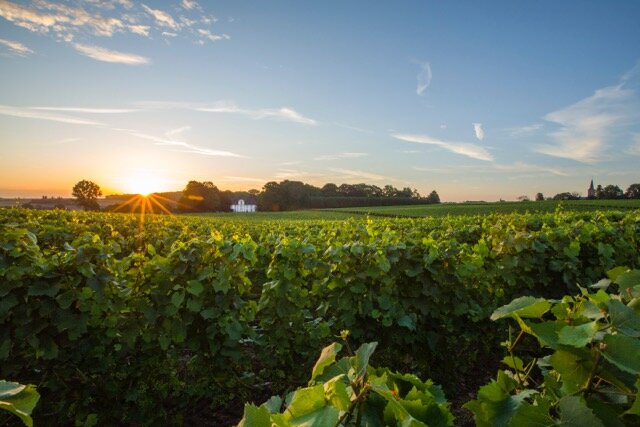 Genoels-Elderen_wijngaard+kasteel-ondergaande-zon.jpg