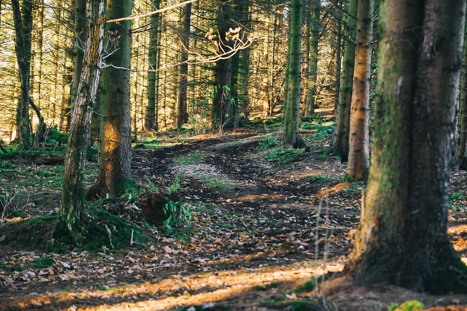 Forest Five Gallery Small.jpg