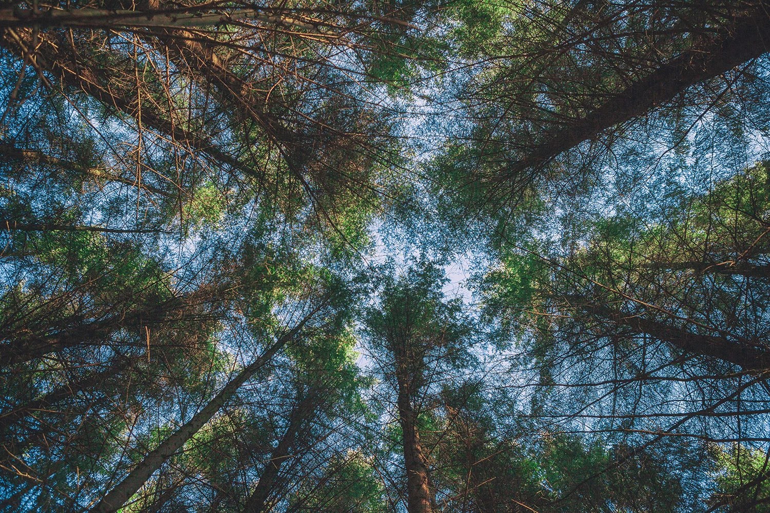 Forest Three Gallery Small.jpg