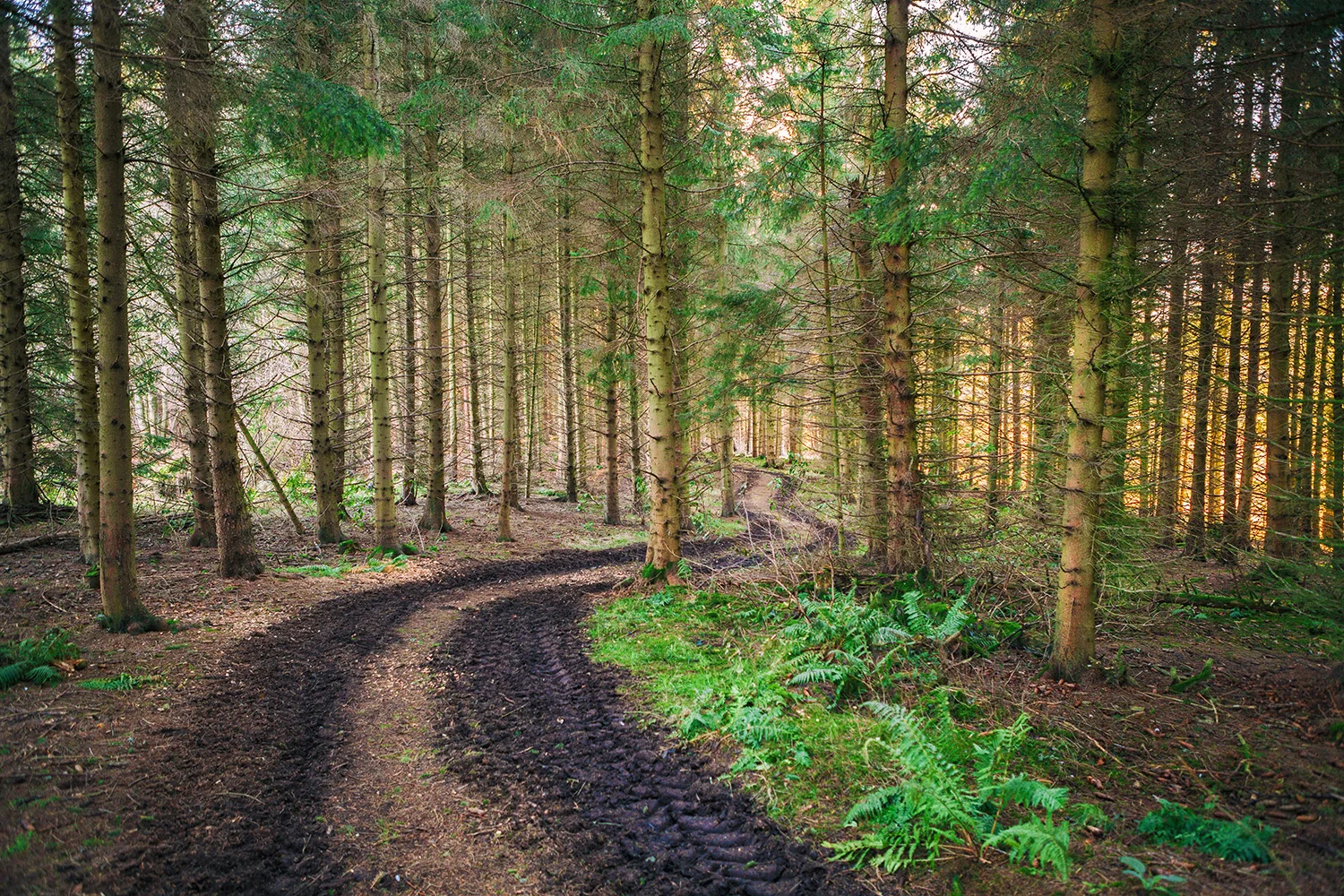 Forest Two Gallery Small.jpg