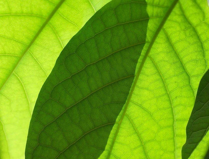 leaves 2.jpeg