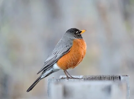 robin-1192321__340.jpg