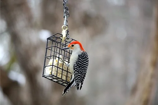 bird-3048640__340 10.58.21 AM.jpg