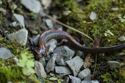 newt-2784067__340.jpg