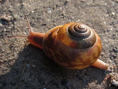 snail-2351707__340.jpg