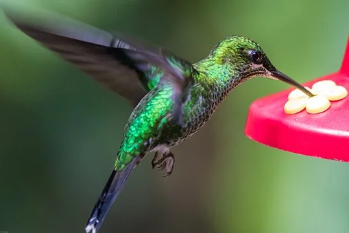 hummingbird-2293297__340.jpg